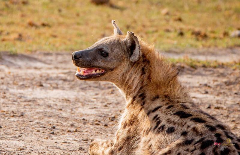 File image of a hyena.